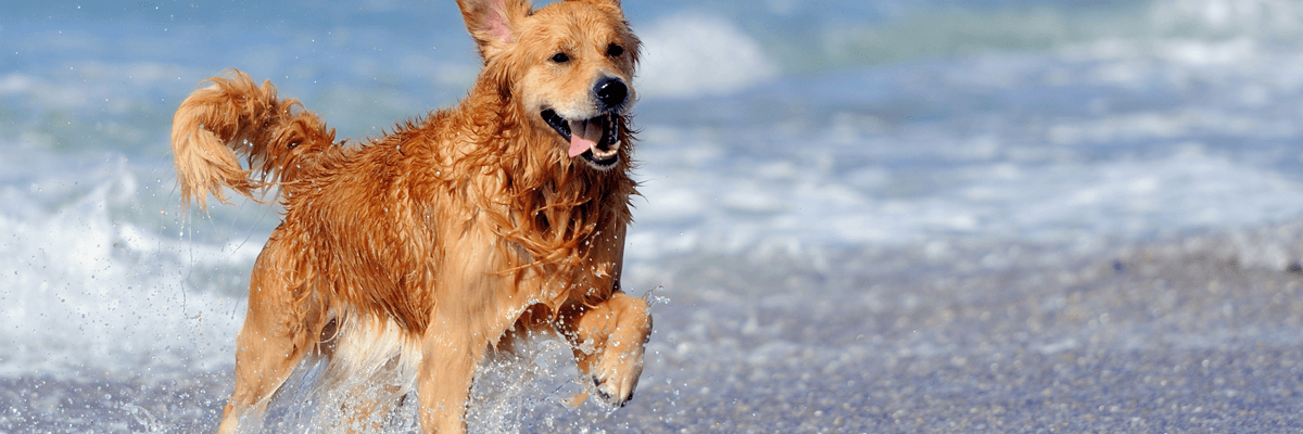 dogs-628-26-1200x400-1