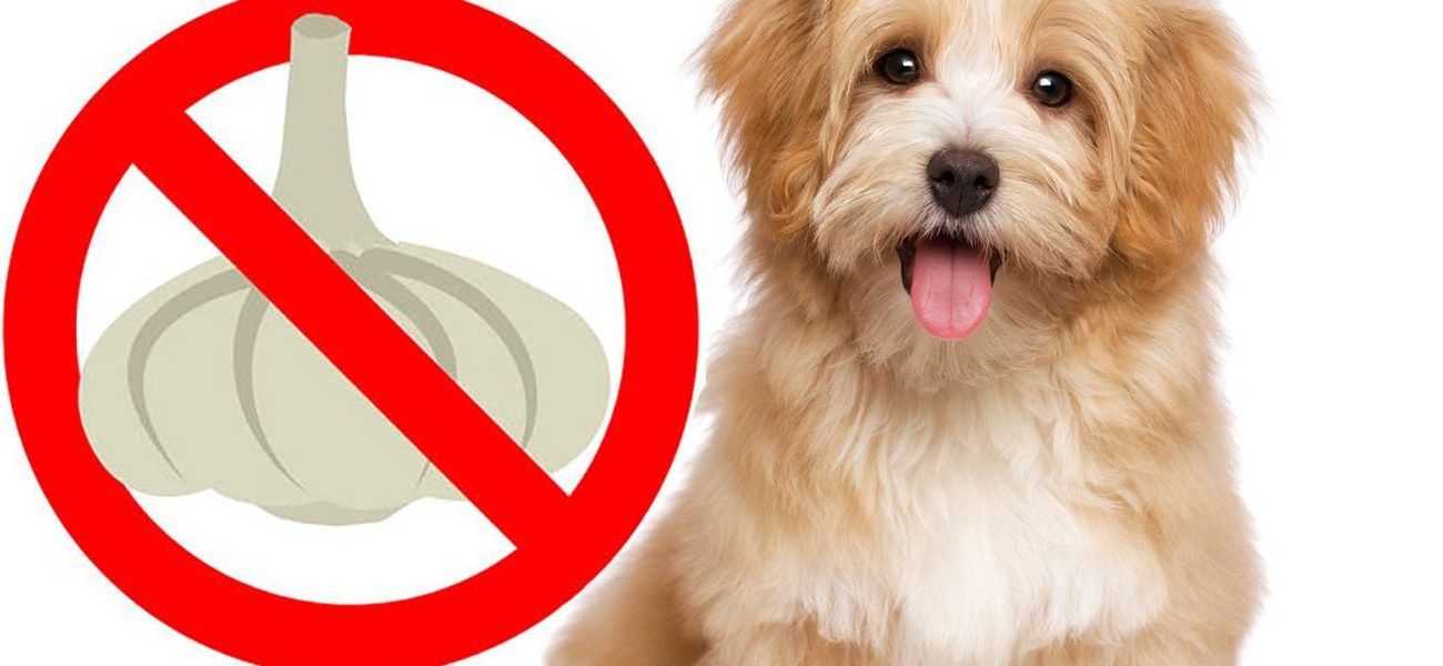 hund-hvidløg-bred-beskåret1-1400x600